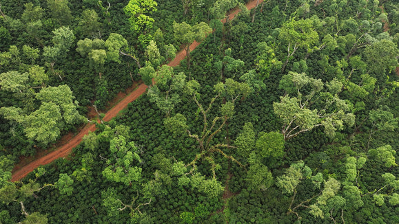 What is Single-Estate Coffee?